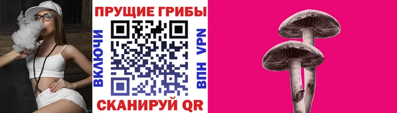 Галлюциногенные грибы прущие грибы  Ленинградская 